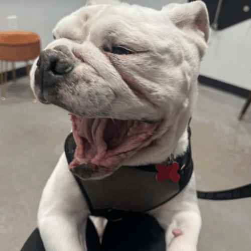 Enlarge Wes, a Adoptable English Bulldog in Austin, TX image 3/5