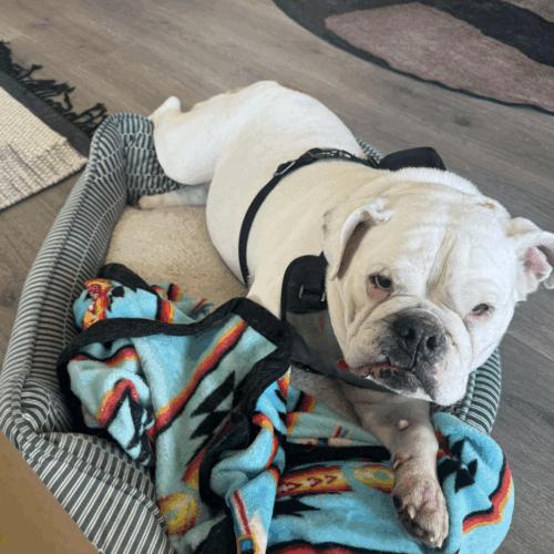 Enlarge Wes, a Adoptable English Bulldog in Austin, TX image 4/5