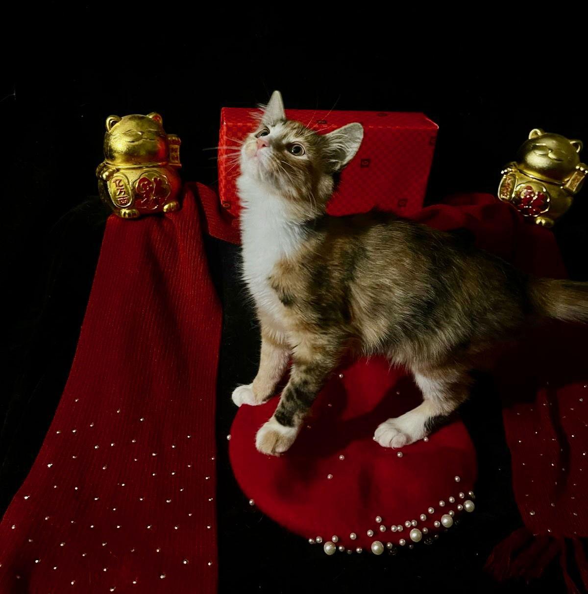 Enlarge Lollipop (& Tiger Lily), a Adoptable Domestic Short Hair in Castro Valley, CA image 1/3