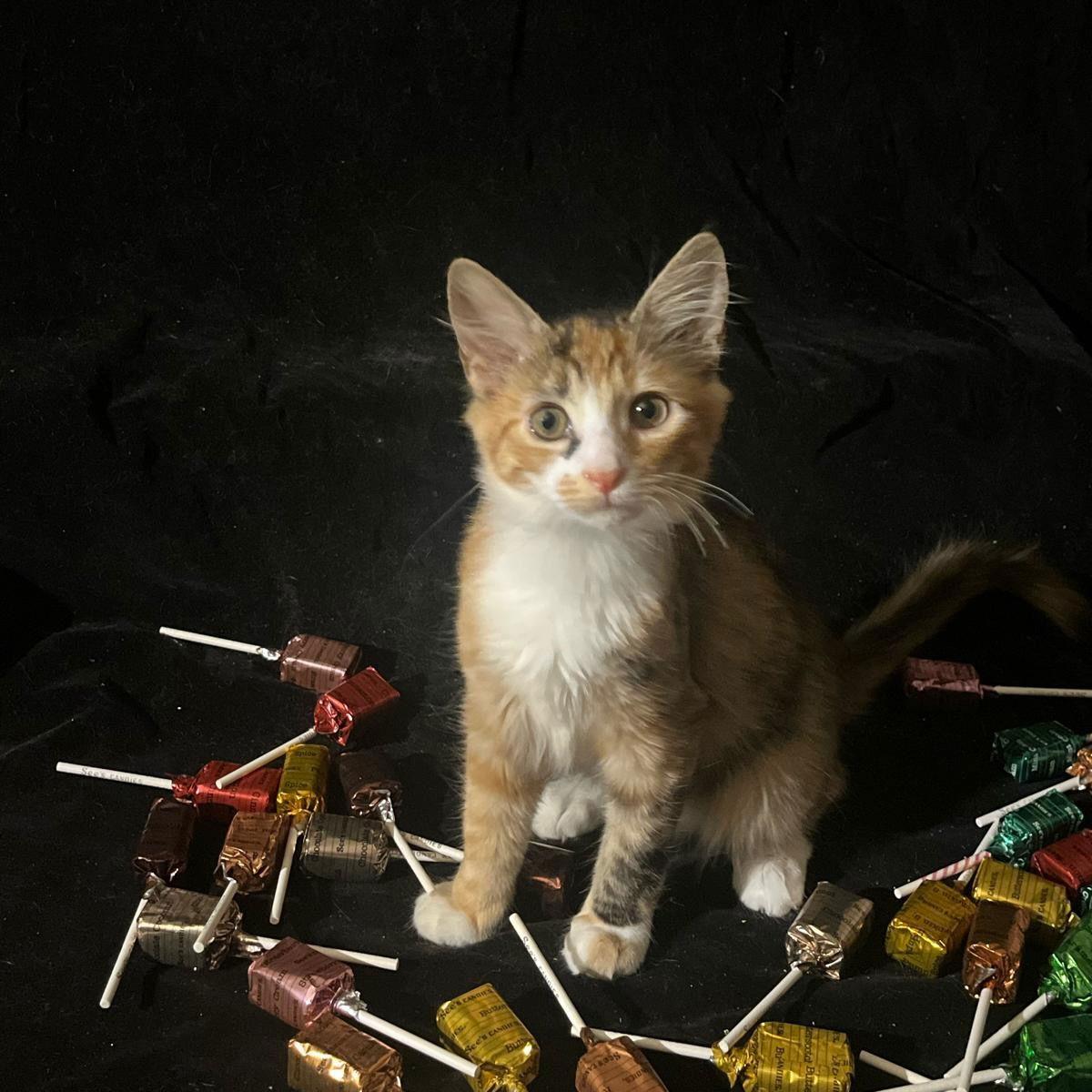 Enlarge Lollipop (& Tiger Lily), a Adoptable Domestic Short Hair in Castro Valley, CA image 2/3