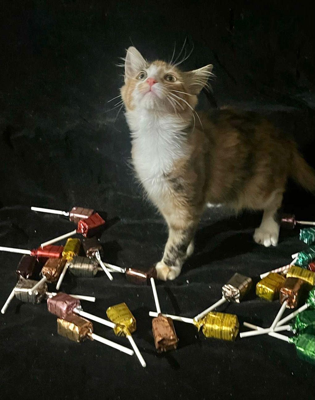 Enlarge Lollipop (& Tiger Lily), a Adoptable Domestic Short Hair in Castro Valley, CA image 3/3