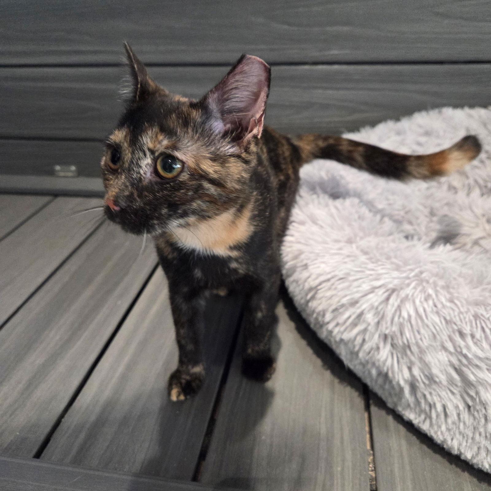 Apple, Adoptable, Kitten Female Domestic Short Hair.