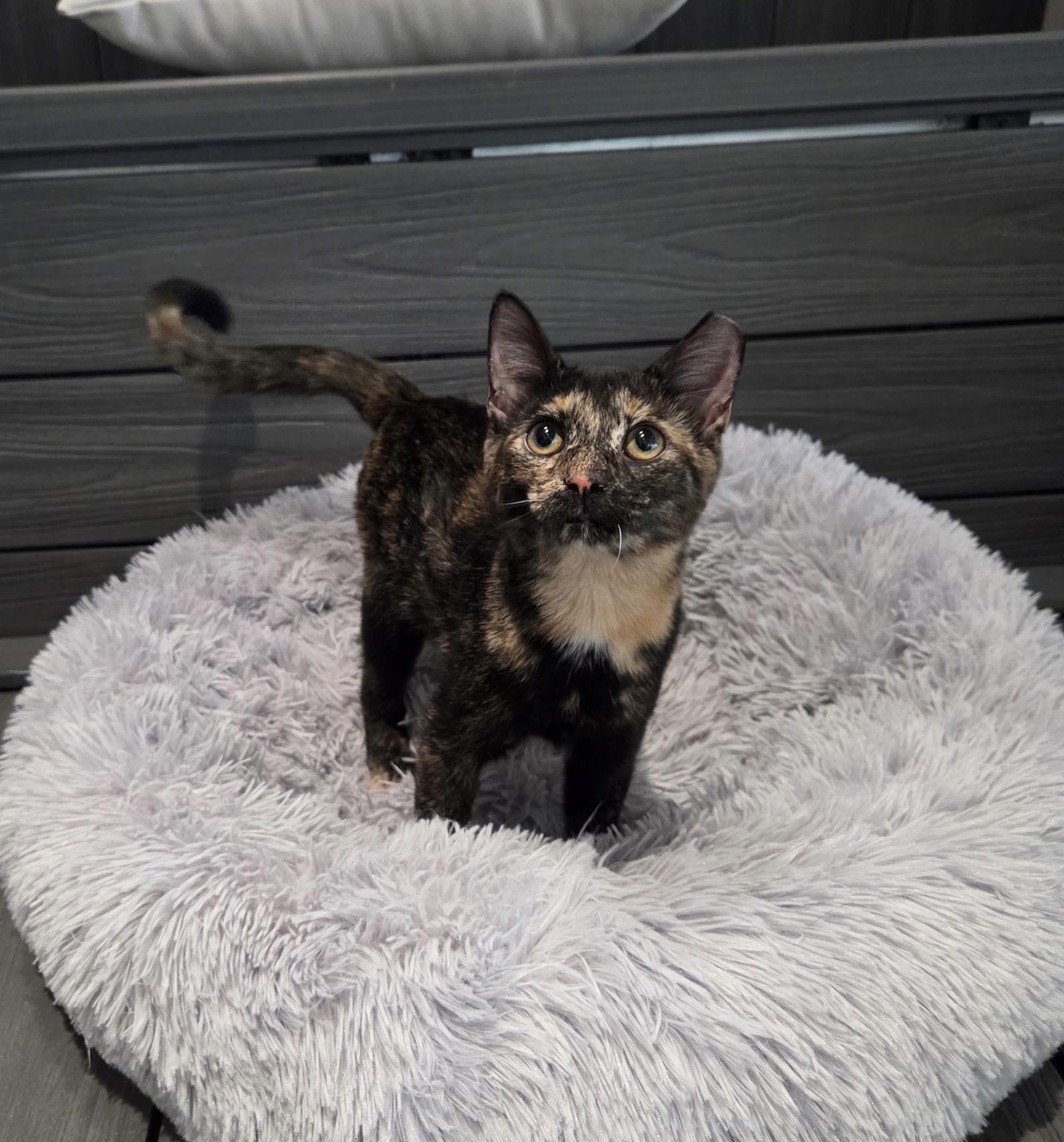 Apple, a Adoptable Domestic Short Hair in Oakboro , NC image 2/3