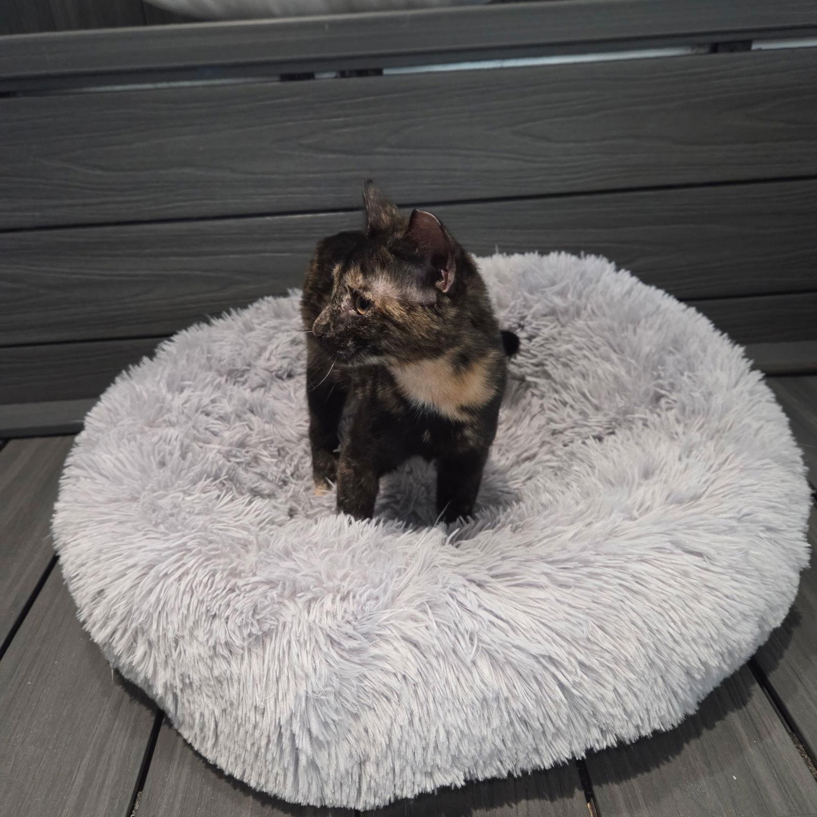 Apple, a Adoptable Domestic Short Hair in Oakboro , NC image 3/3