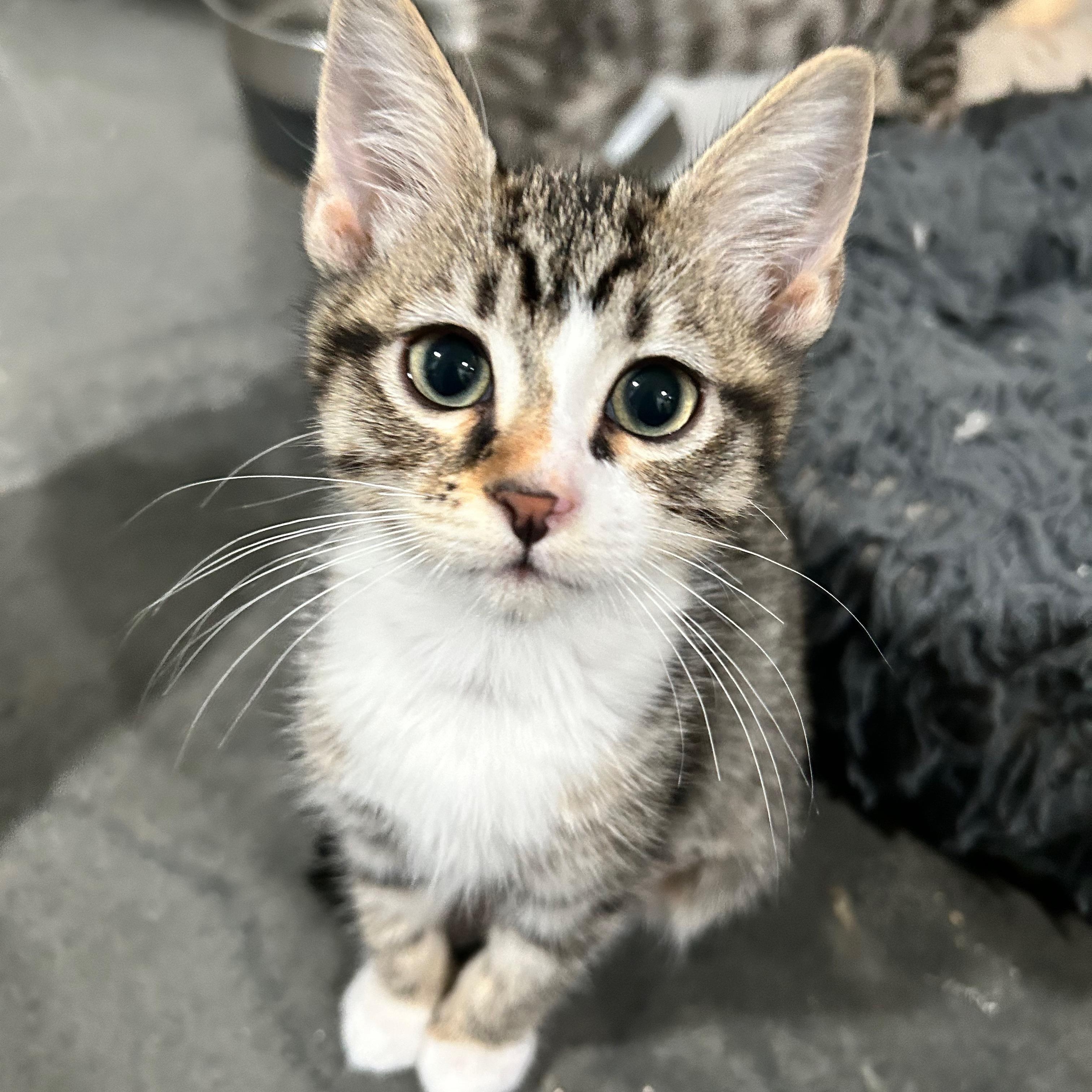 Revlon - The Glam Group