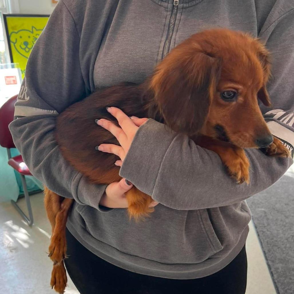 Enlarge Bear, a Adoptable Dachshund (Long Haired) in Franklin, PA image 1/1