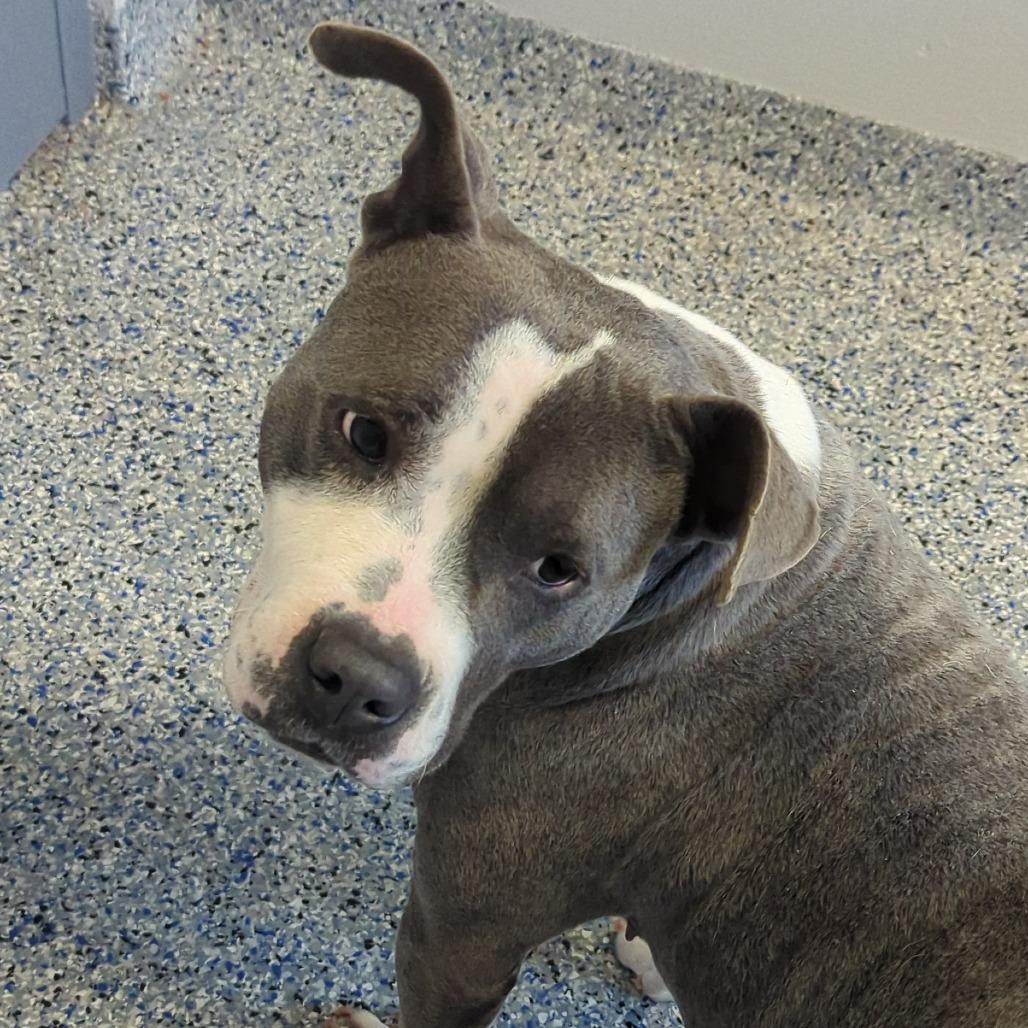 Kaycee, Adoptable, Adult Female American Staffordshire Terrier.