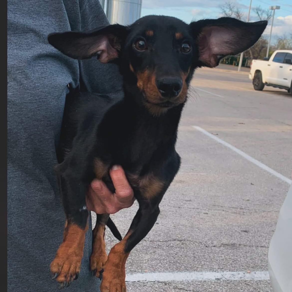 Enlarge Waco, a ADOPTABLE Dachshund in West Falls, NY image 3/3