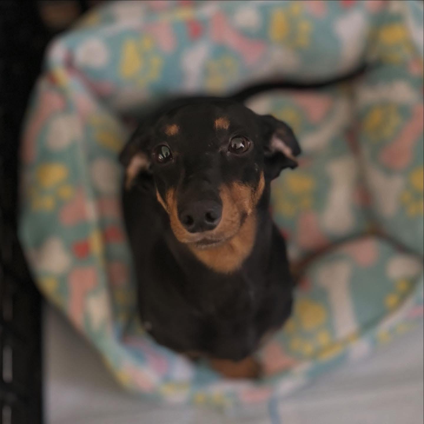 Enlarge Waco, a ADOPTABLE Dachshund in West Falls, NY image 2/3