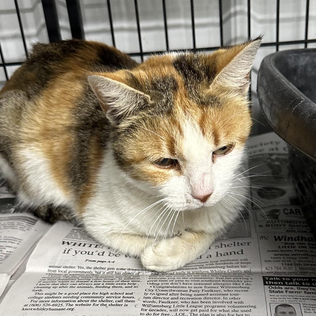 Tawnie, Adoptable, Young Female Domestic Short Hair.