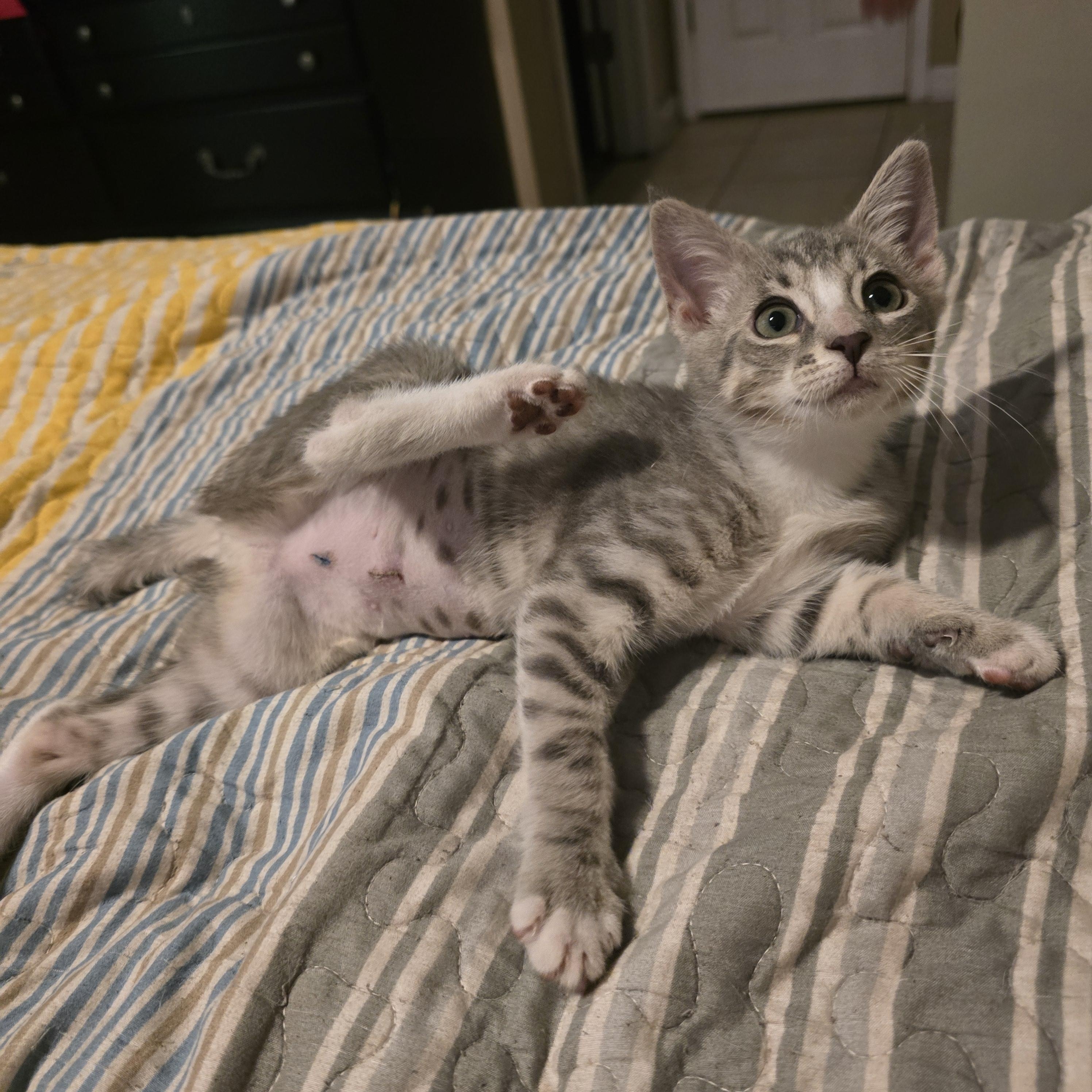Izzy Stevens, an adopted Domestic Short Hair in Myrtle Beach, SC image 3/3