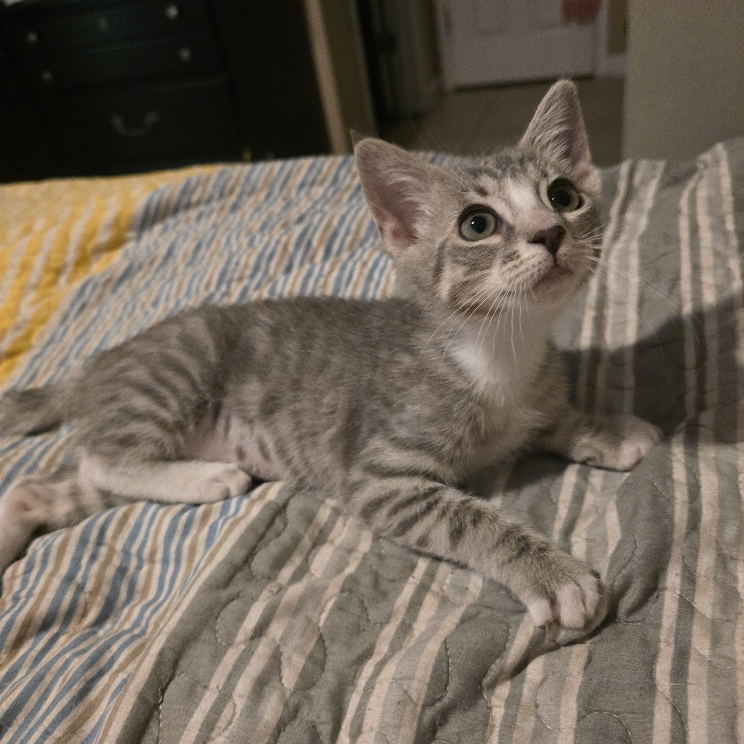 Izzy Stevens, an adopted Domestic Short Hair in Myrtle Beach, SC image 2/3