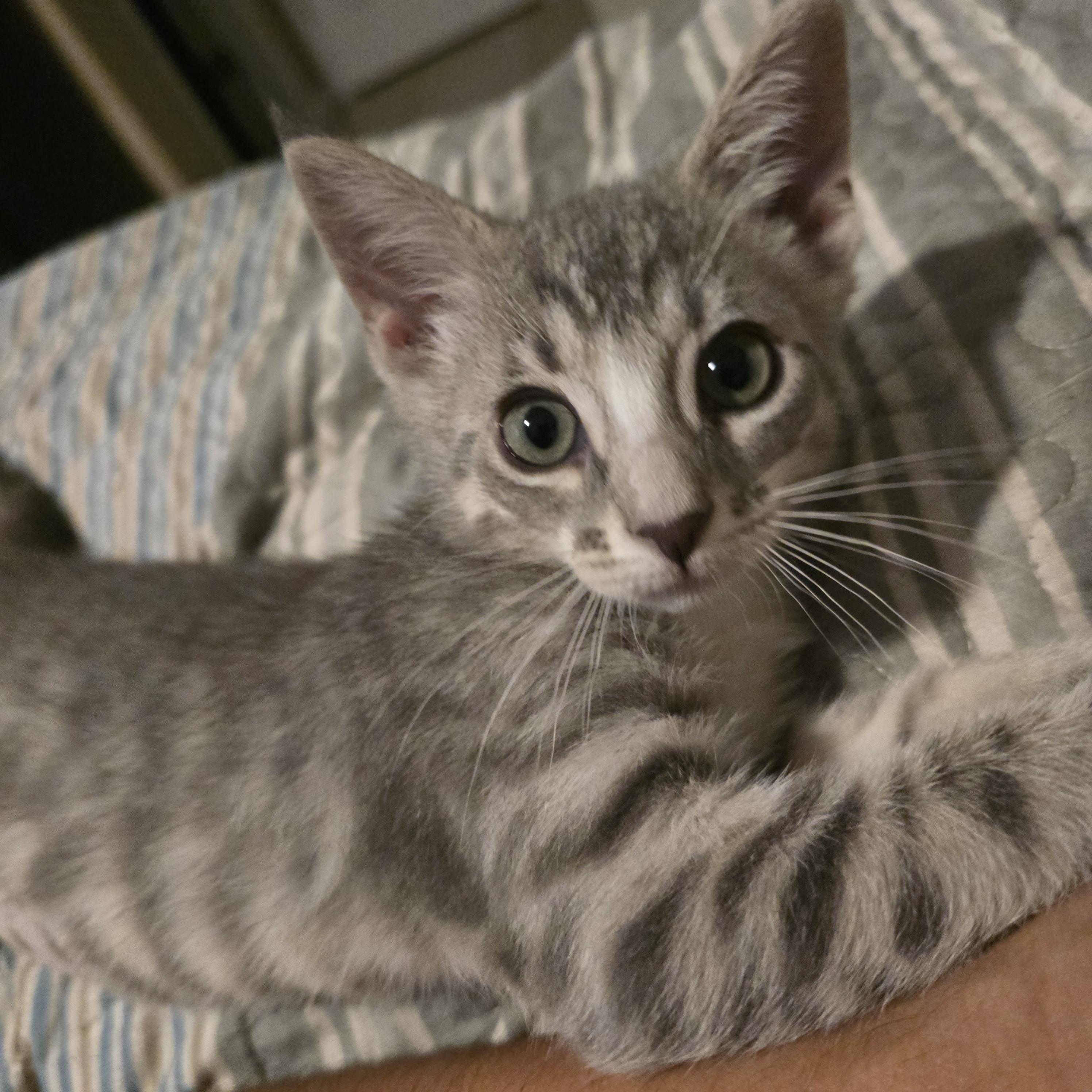 Izzy Stevens, adopted, Kitten Female Domestic Short Hair.