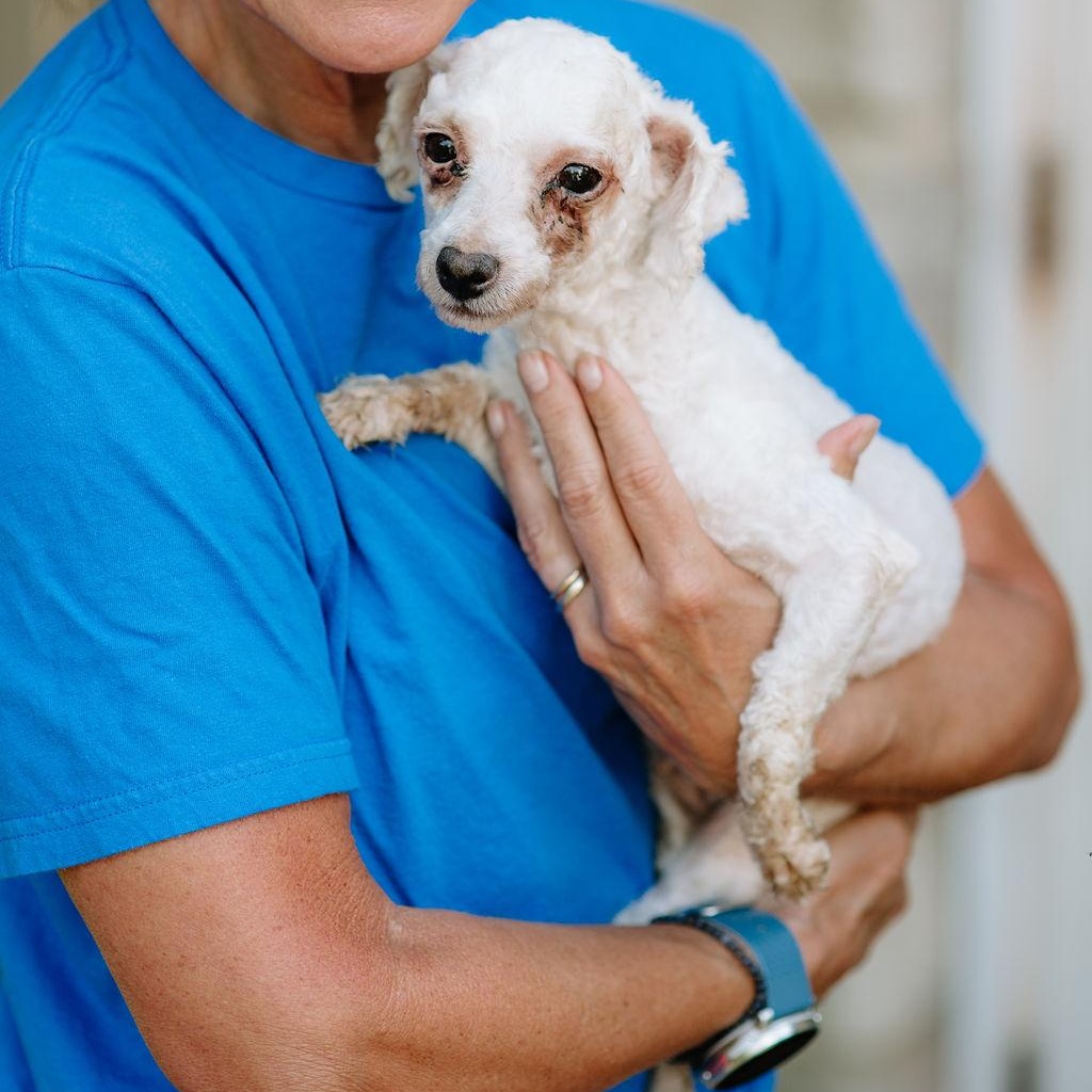 Enlarge Eleanor Rigby, a Adoptable Bichon Frise in Chester Springs, PA image 3/5
