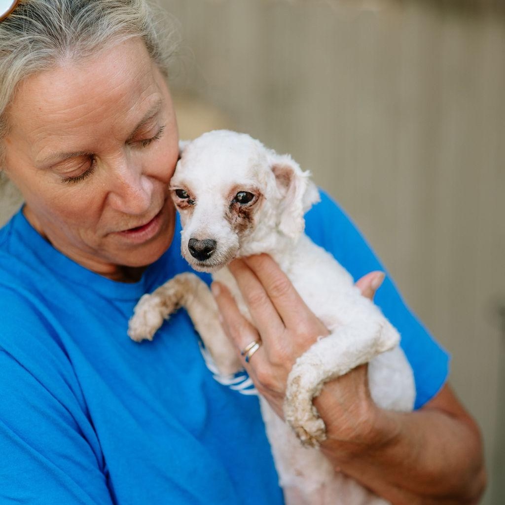 Enlarge Eleanor Rigby, a Adoptable Bichon Frise in Chester Springs, PA image 2/5