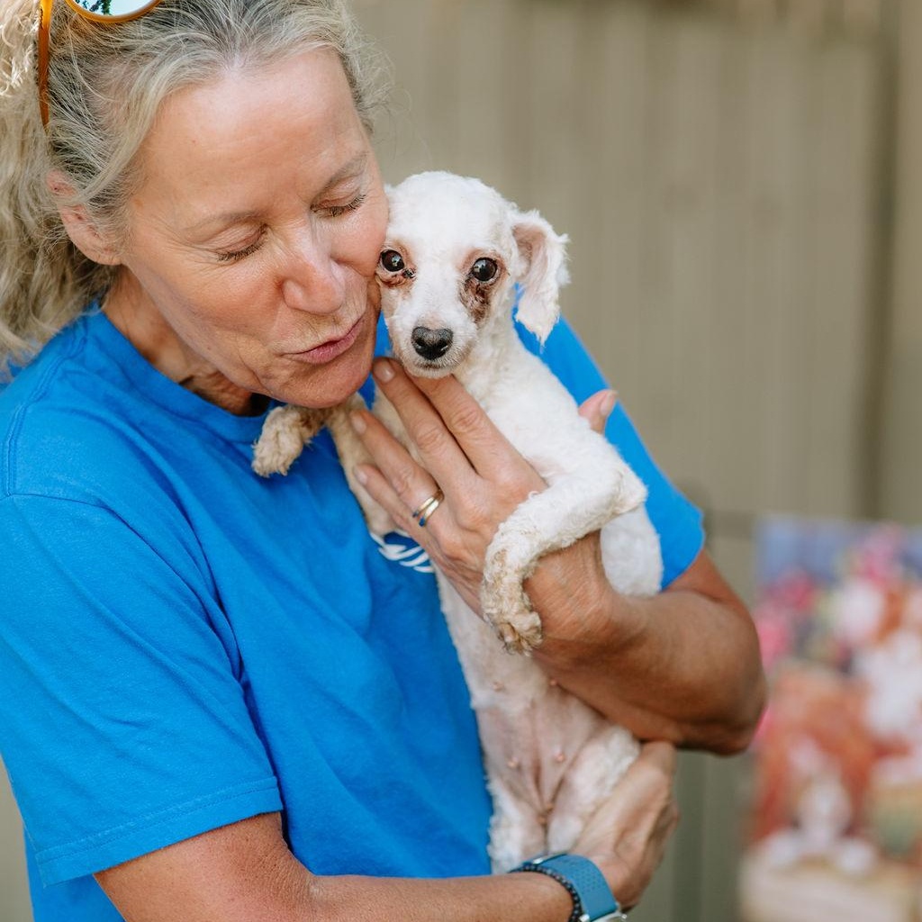 Eleanor Rigby, Adoptable, Adult Female Bichon Frise.