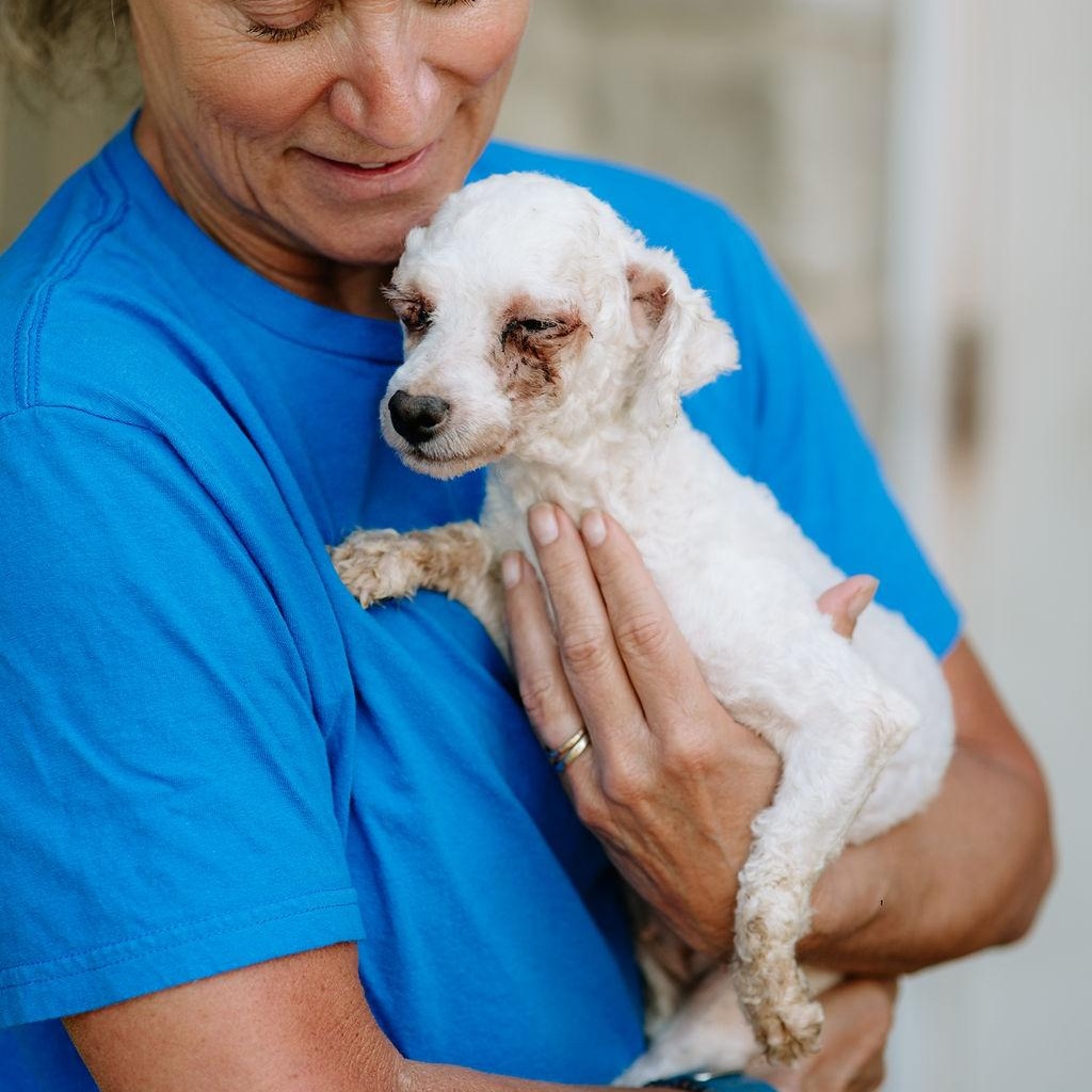 Enlarge Eleanor Rigby, a Adoptable Bichon Frise in Chester Springs, PA image 5/5