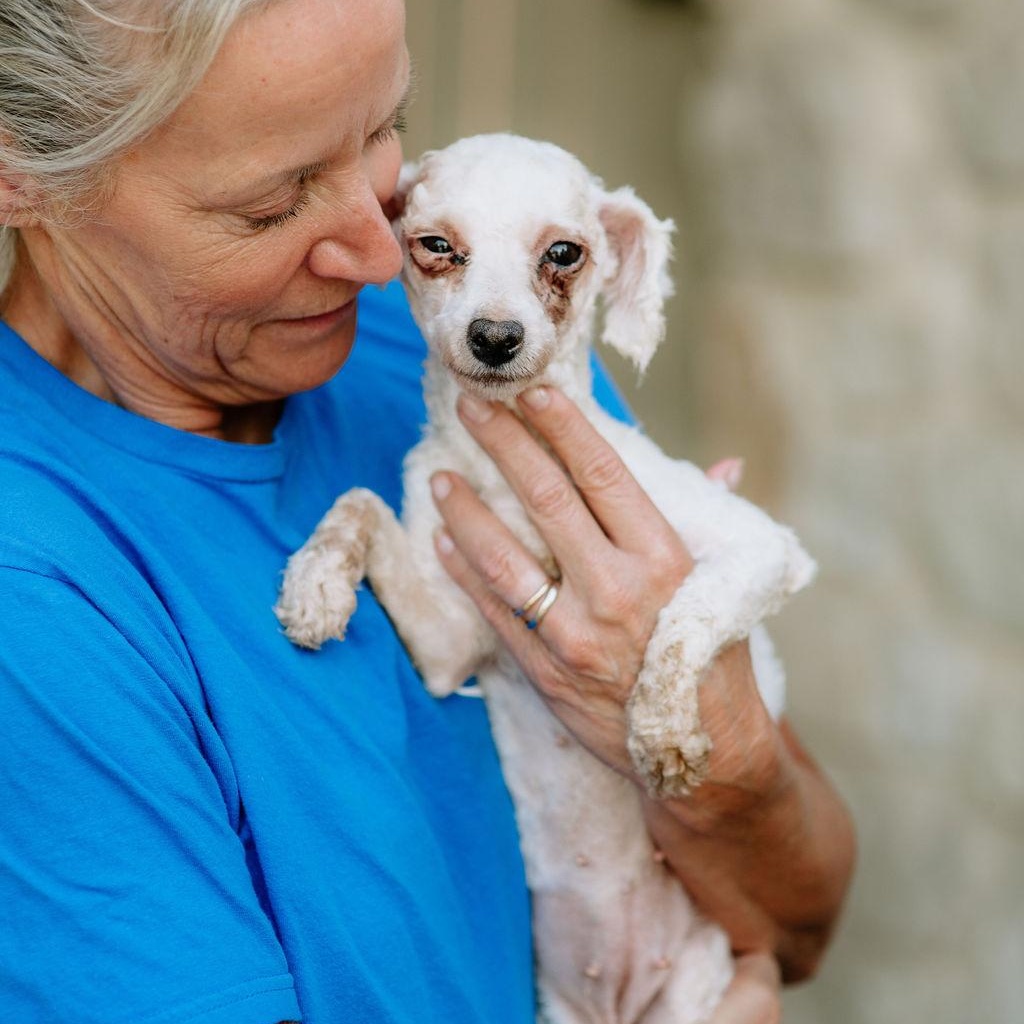 Enlarge Eleanor Rigby, a Adoptable Bichon Frise in Chester Springs, PA image 4/5