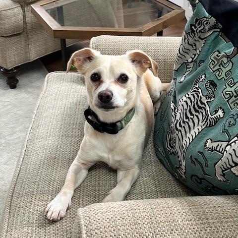Enlarge Pudge, a ADOPTABLE mixed breed in Brunswick, ME image 3/3