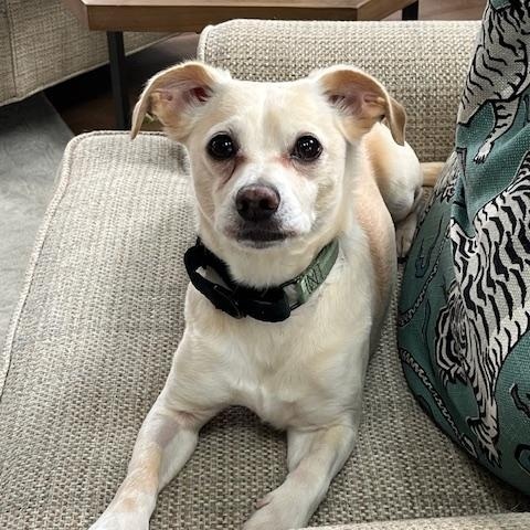 Enlarge Pudge, a ADOPTABLE mixed breed in Brunswick, ME image 2/3