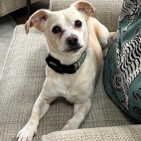 Enlarge Pudge, a ADOPTABLE mixed breed in Brunswick, ME image 1/3