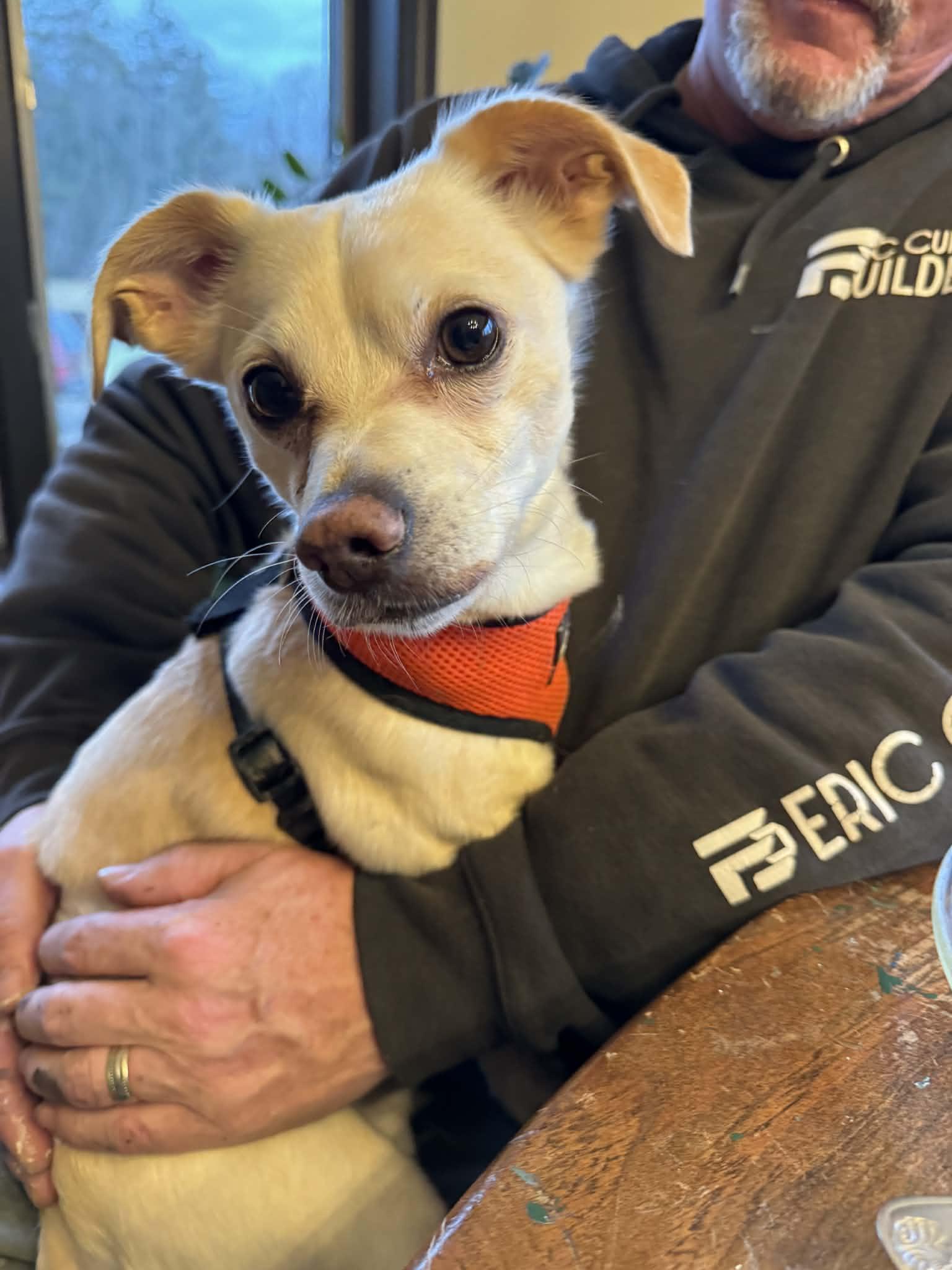 Pudge, a ADOPTABLE mixed breed in Brunswick, ME image 2/2