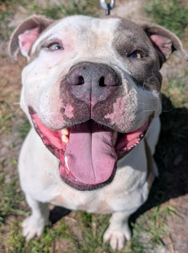 Jack - Adoption fee waived!, Adopted, Adult Male American Bulldog.