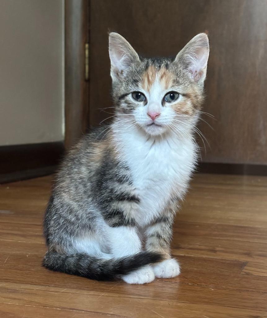 Brandy, Adoptable, Kitten Female Domestic Short Hair.