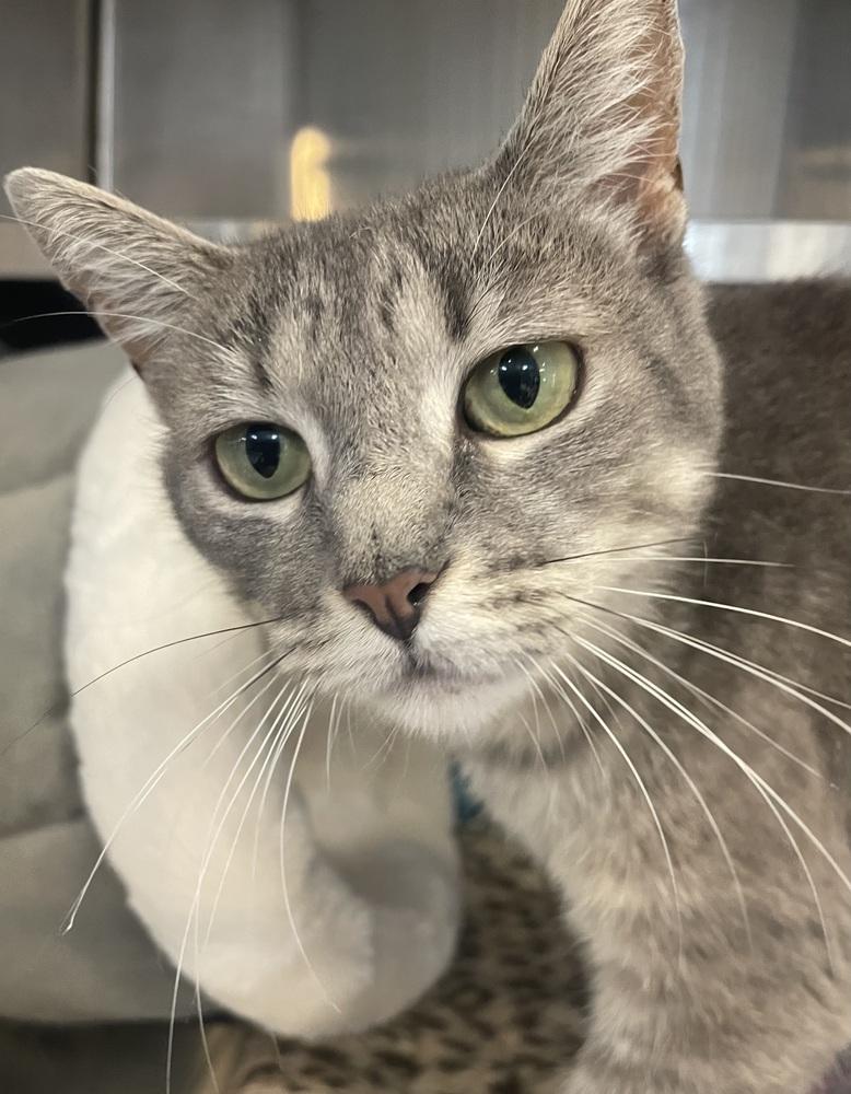 Enlarge W2 LYLA, a Adoptable Domestic Short Hair in Southbury, CT image 1/5