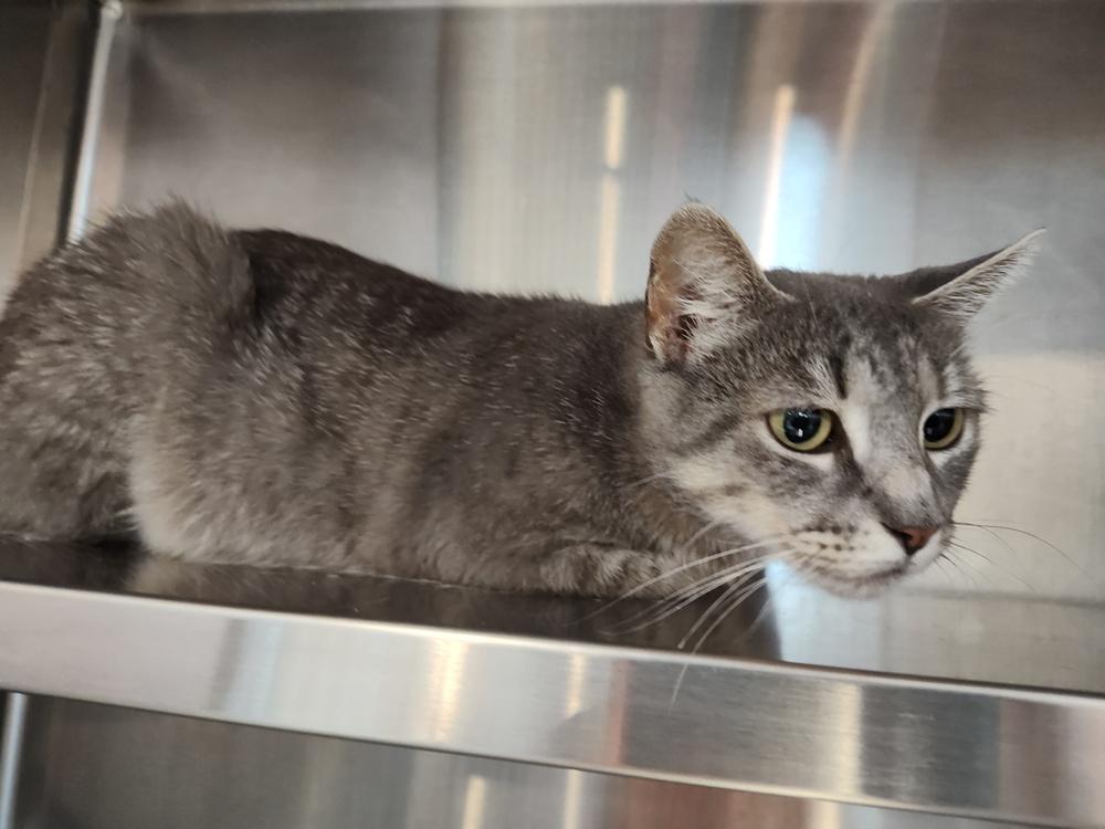 Enlarge W2 LYLA, a Adoptable Domestic Short Hair in Southbury, CT image 2/5