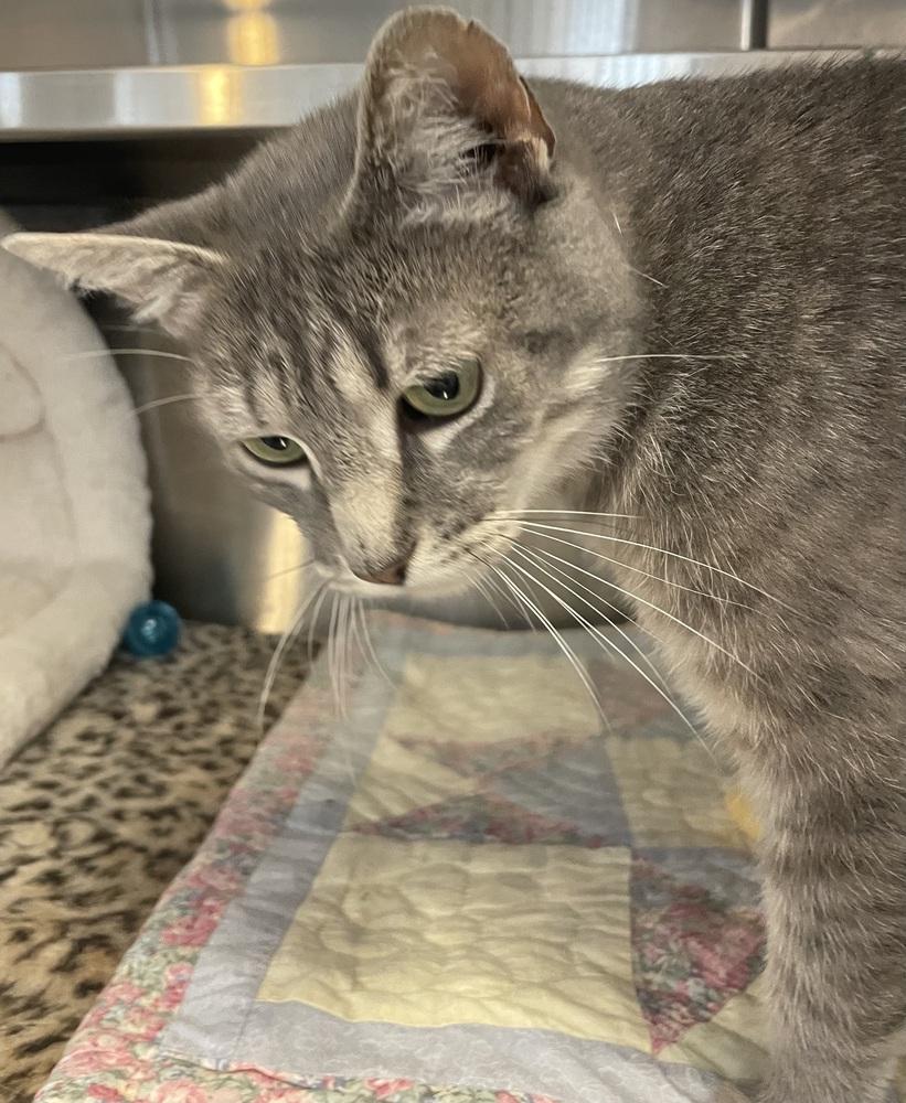 Enlarge W2 LYLA, a Adoptable Domestic Short Hair in Southbury, CT image 3/5