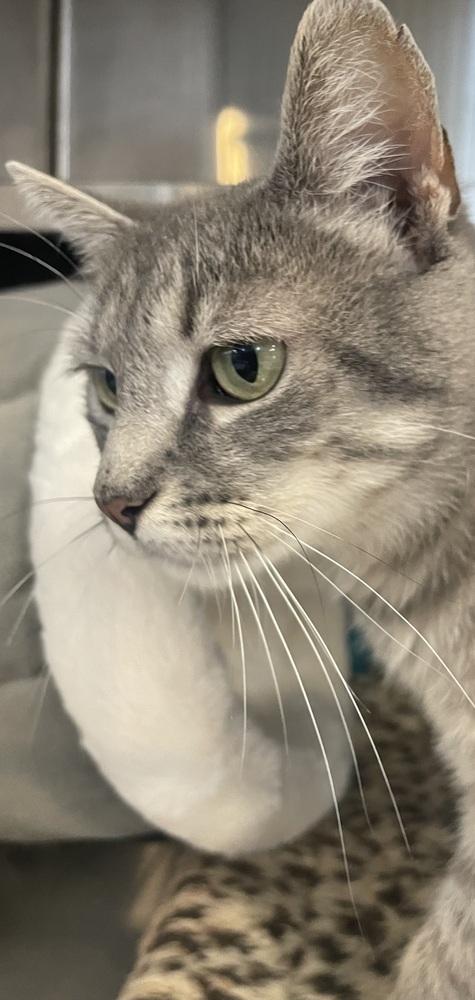 Enlarge W2 LYLA, a Adoptable Domestic Short Hair in Southbury, CT image 4/5