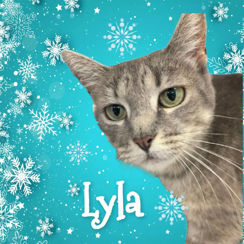 Enlarge W2 LYLA, a Adoptable Domestic Short Hair in Southbury, CT image 5/5