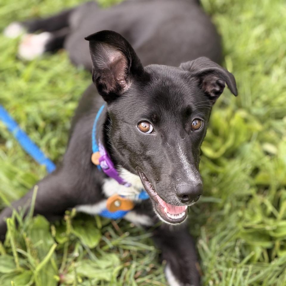 Monday, Adoptable, Puppy Female Border Collie & Beagle.