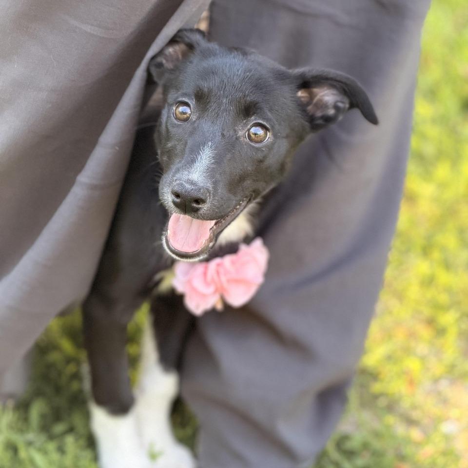 Monday, a Adoptable mixed breed in Sparta, NJ image 2/5