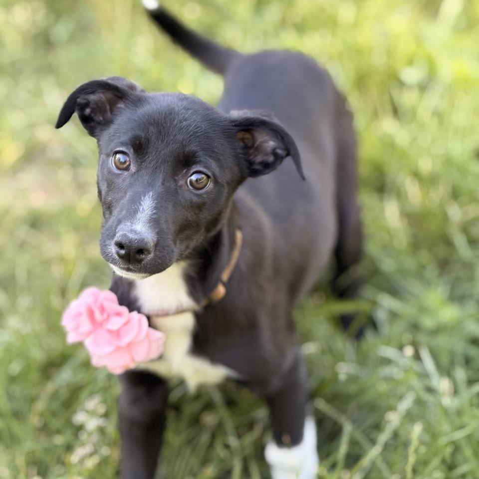 Monday, a Adoptable mixed breed in Sparta, NJ image 3/5