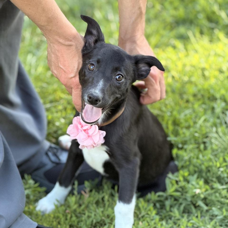Monday, a Adoptable mixed breed in Sparta, NJ image 4/5
