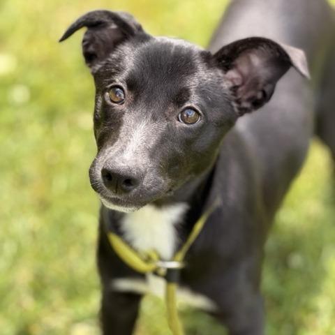 Monday, a Adoptable mixed breed in Sparta, NJ image 5/5