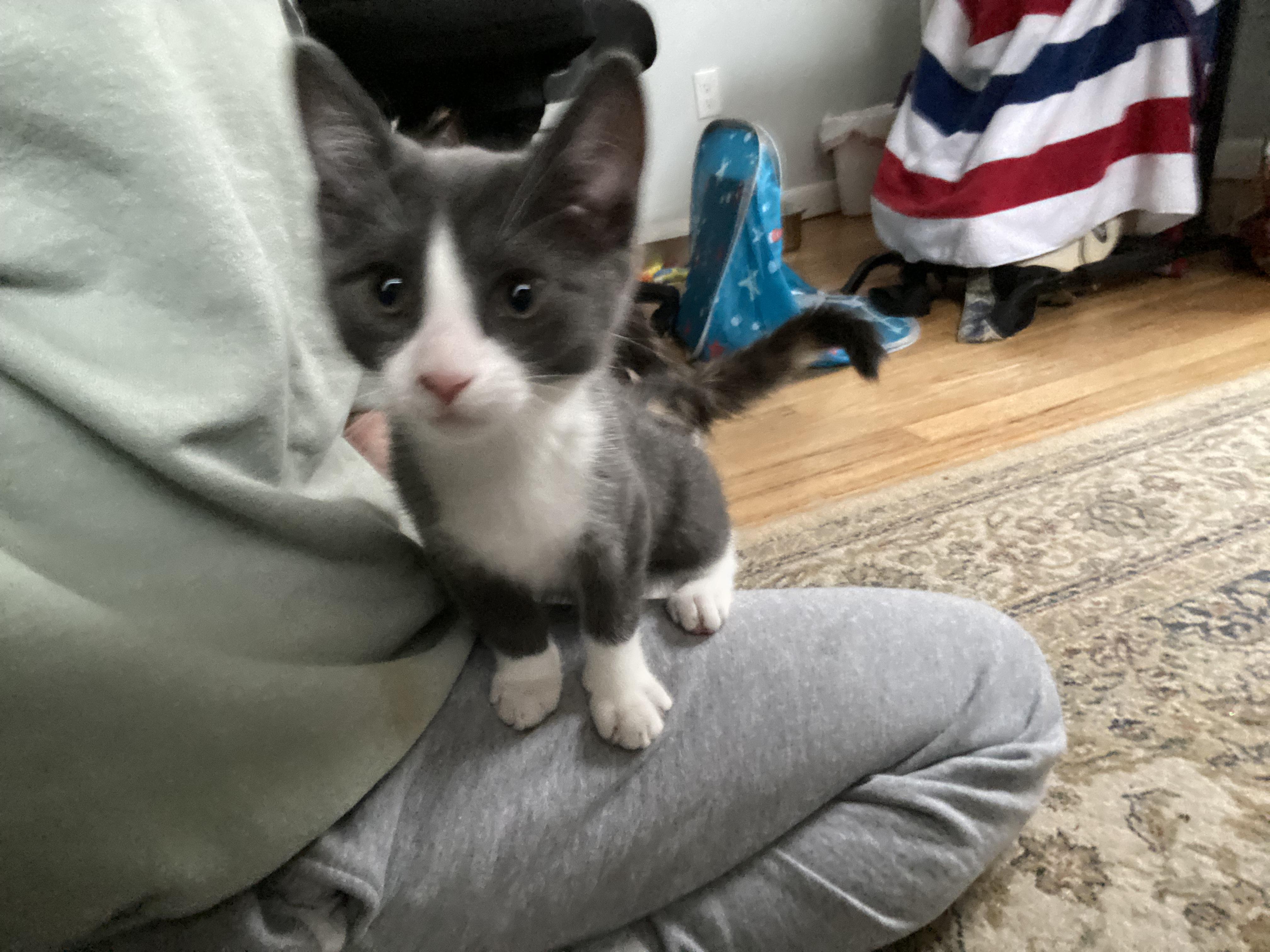 Doughboy, ADOPTABLE, Kitten Male Domestic Short Hair.