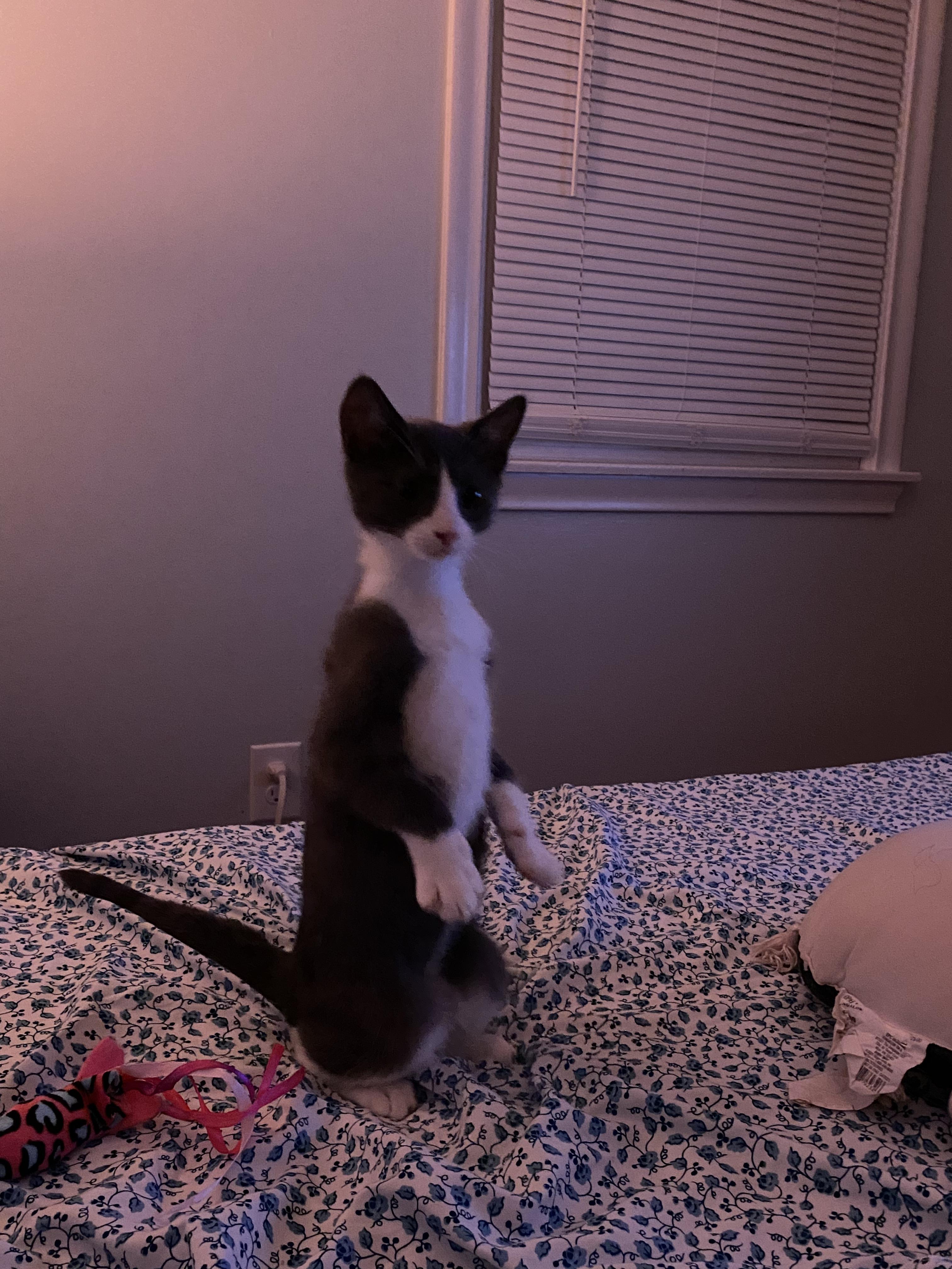 Doughboy, a ADOPTABLE Domestic Short Hair in New Britain, CT image 2/6