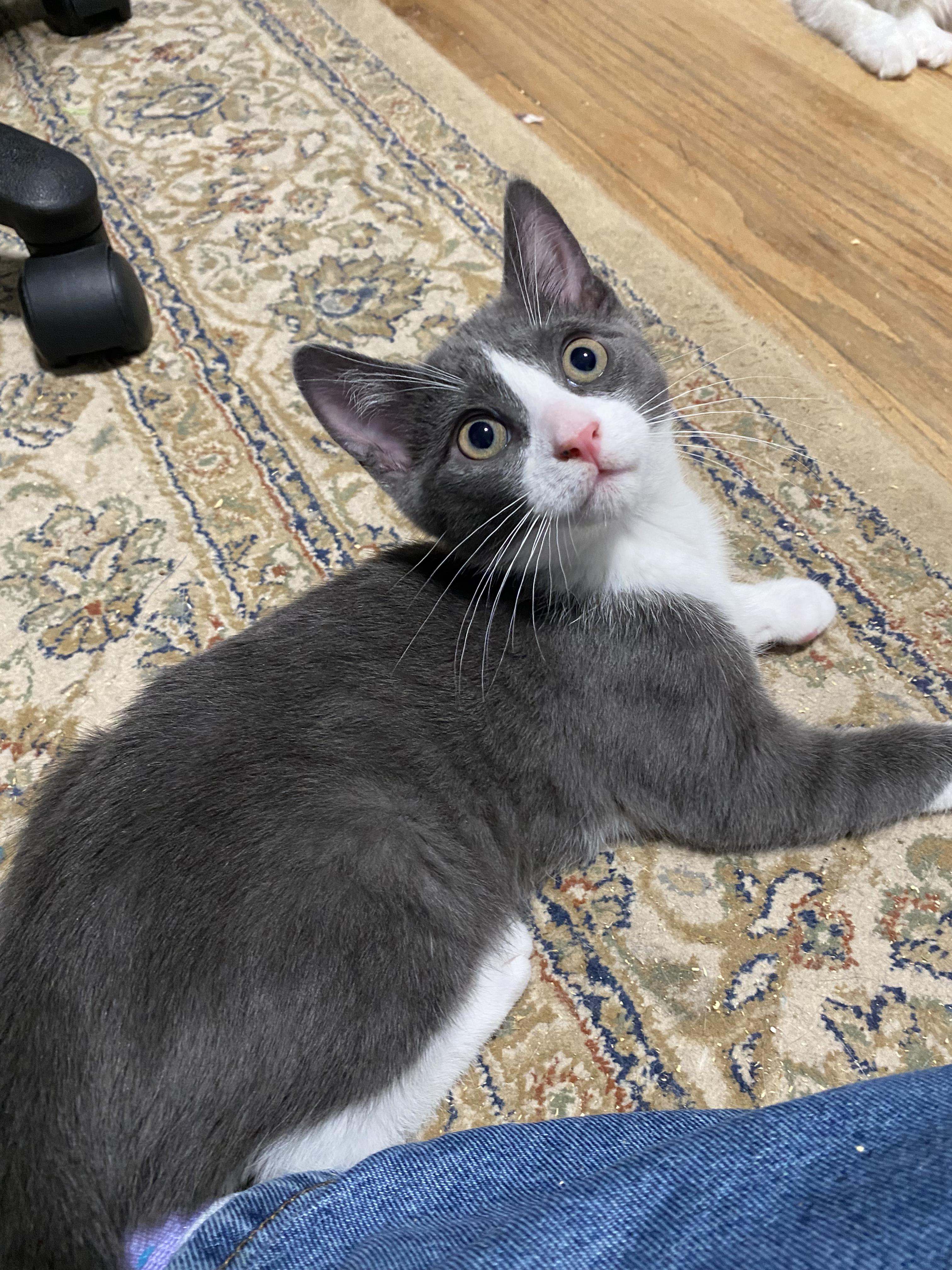 Doughboy, a ADOPTABLE Domestic Short Hair in New Britain, CT image 3/6
