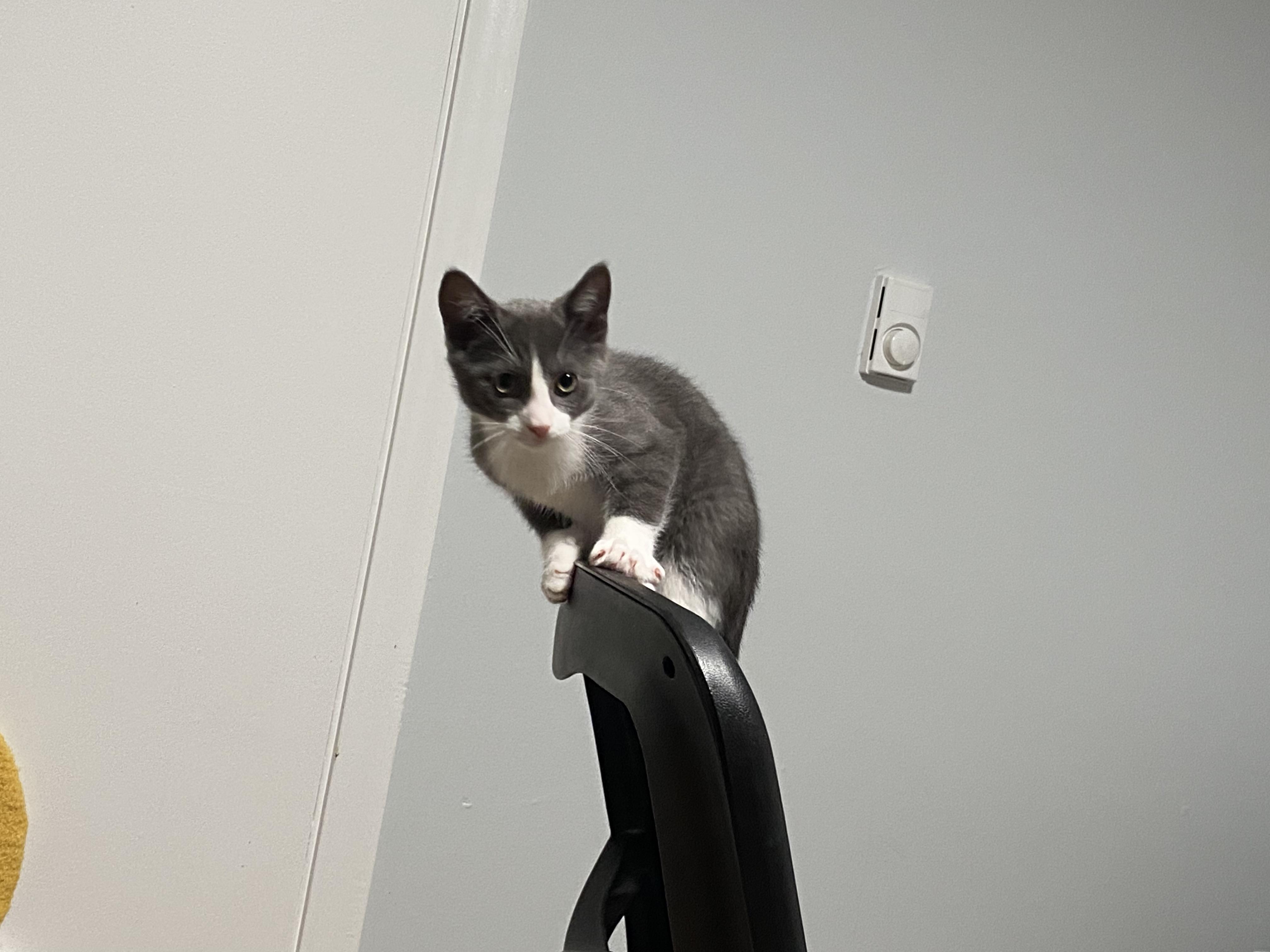 Doughboy, a ADOPTABLE Domestic Short Hair in New Britain, CT image 4/6