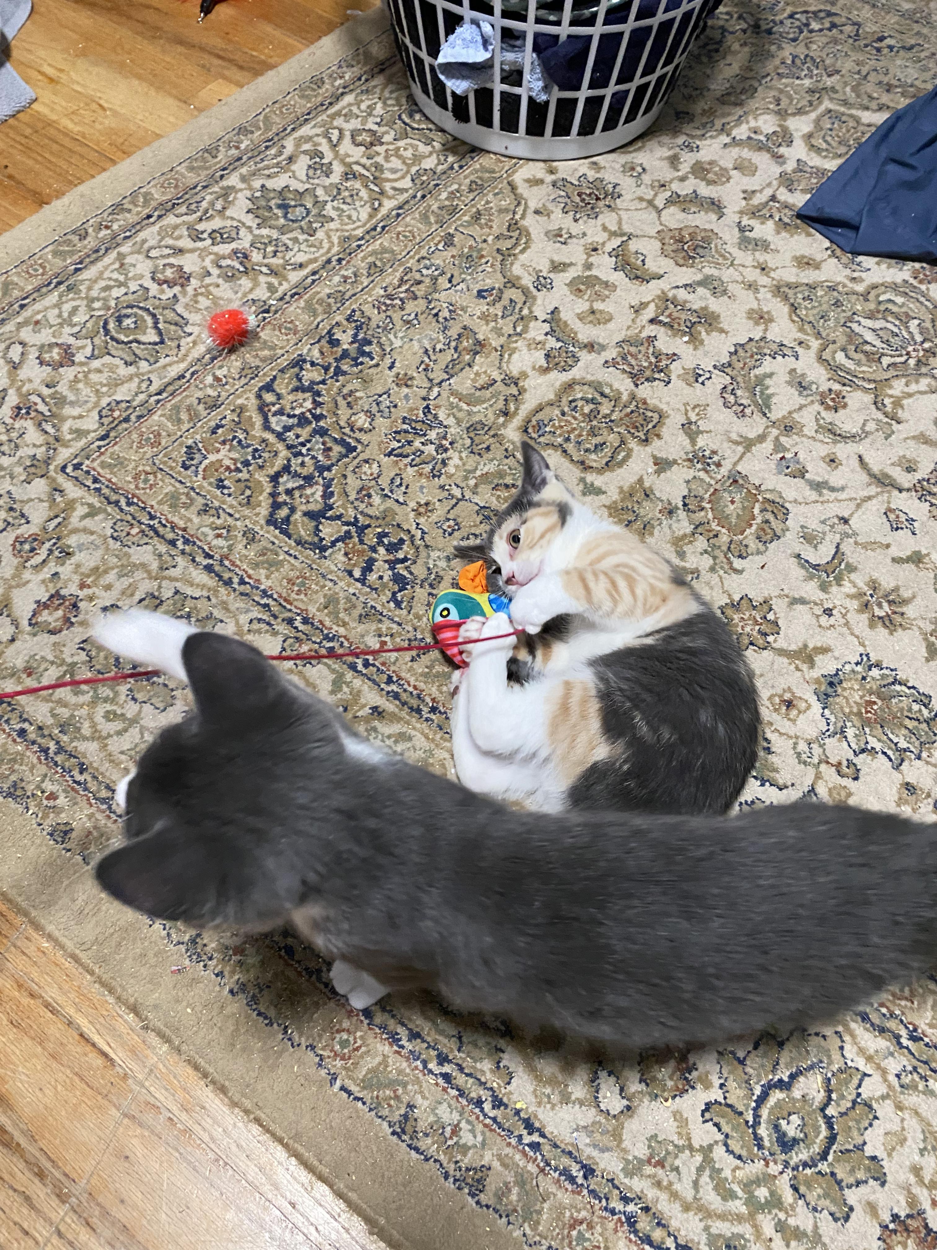 Doughboy, a ADOPTABLE Domestic Short Hair in New Britain, CT image 5/6