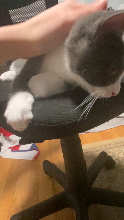 Enlarge Doughboy, a ADOPTABLE Domestic Short Hair in New Britain, CT video 6/6