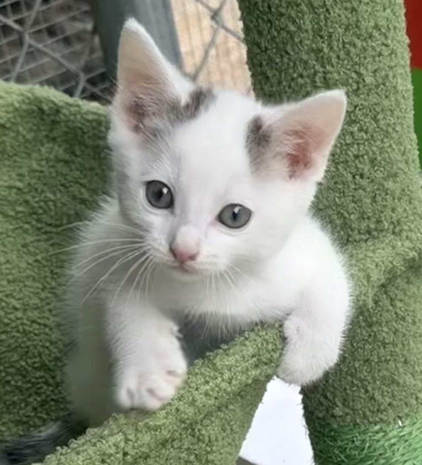 Enlarge Saltie, an adopted mixed breed in Pittsburgh, PA image 1/2