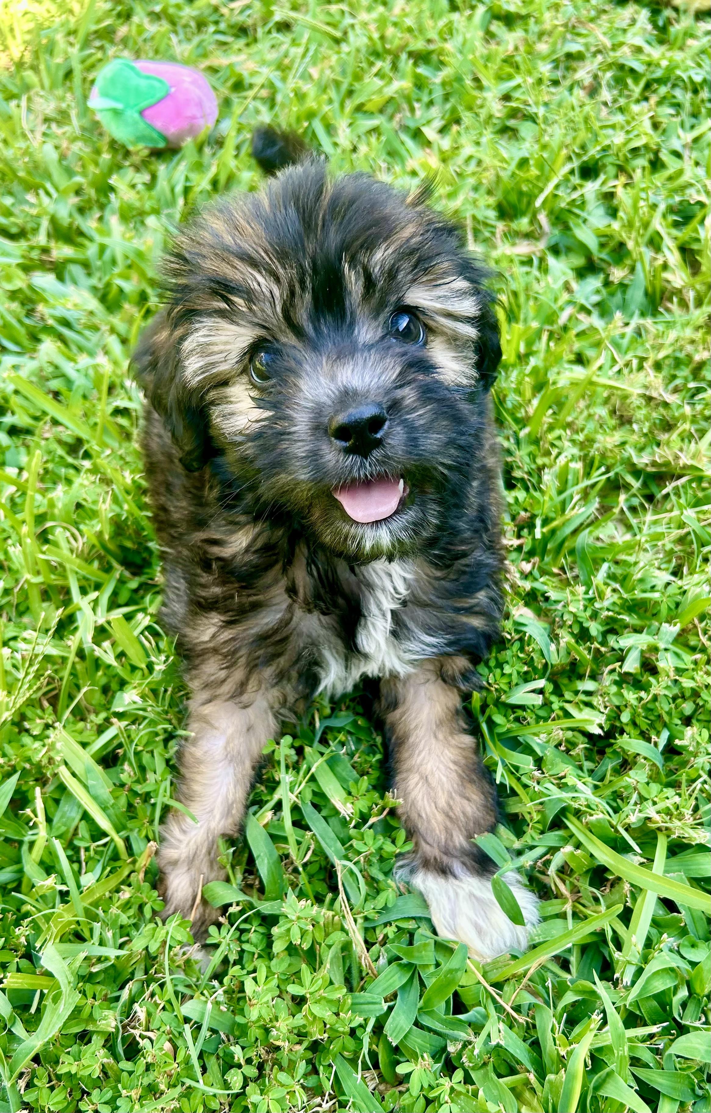 Rumour, a ADOPTABLE mixed breed in Scroggins, TX image 4/4