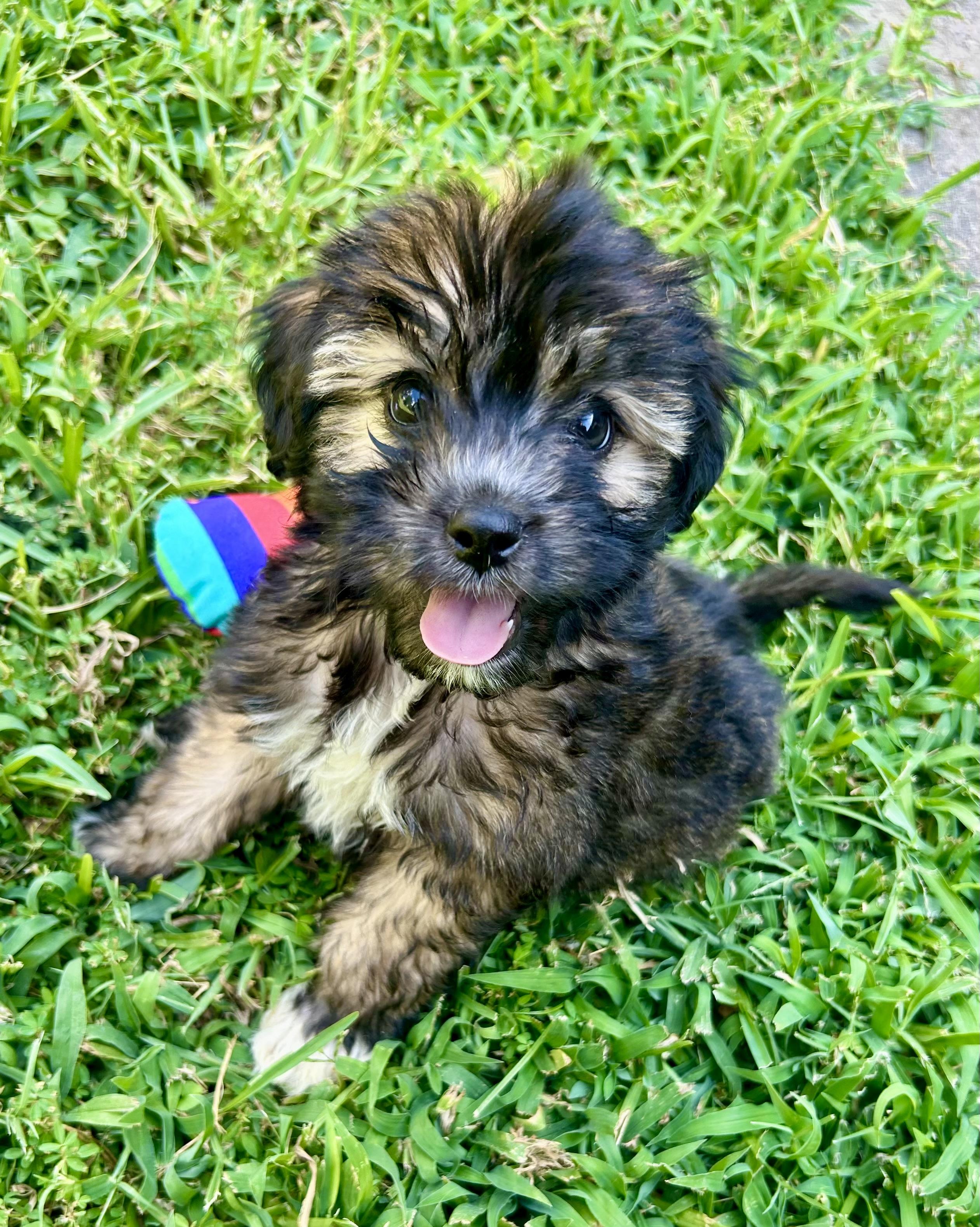 Rumour, ADOPTABLE, Young Female Yorkshire Terrier.