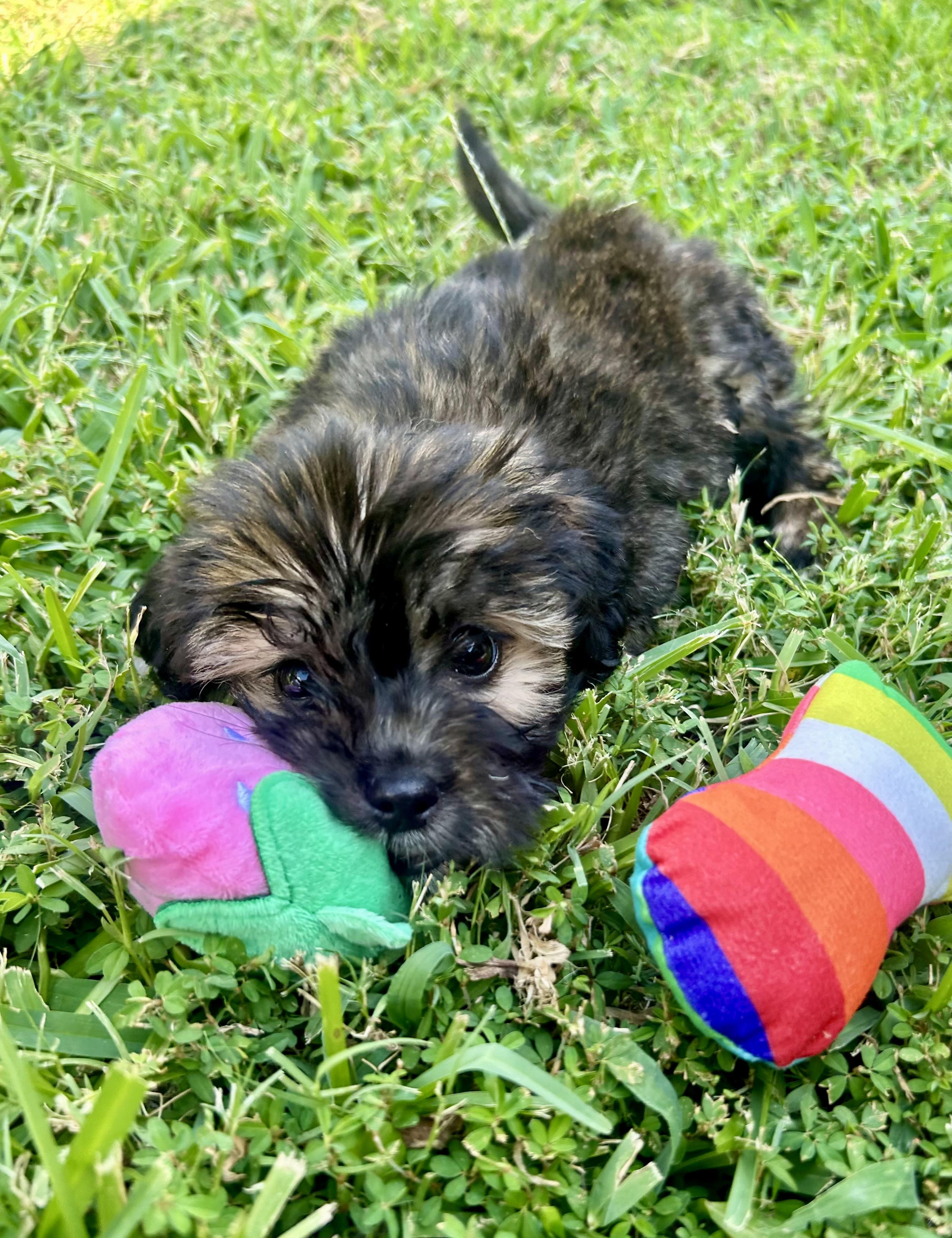 Rumour, a ADOPTABLE mixed breed in Scroggins, TX image 2/4