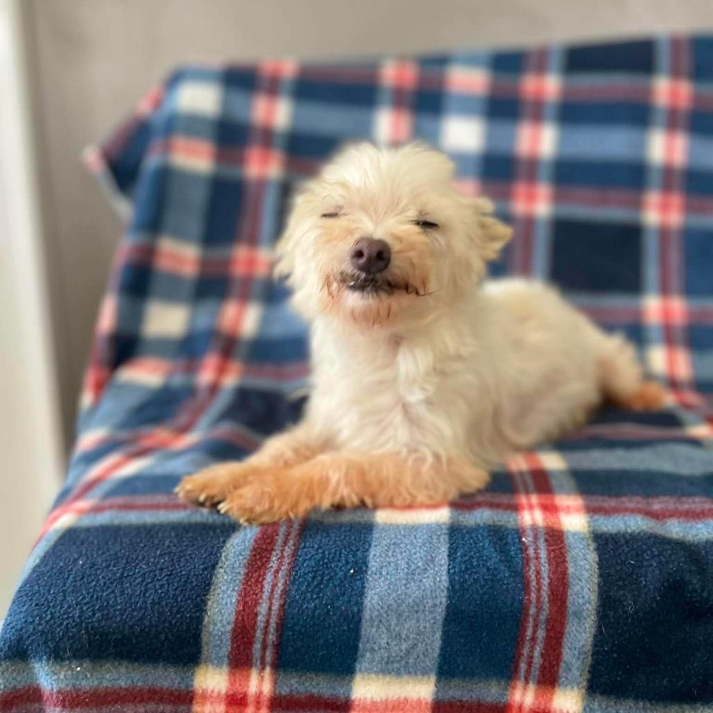 Lemon Drop, Adoptable, Senior Male Maltese.