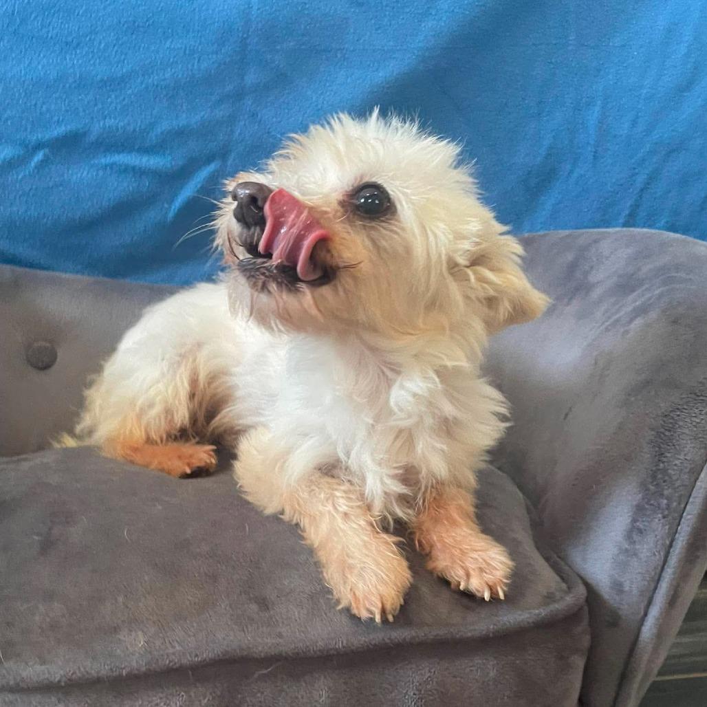 Lemon Drop, a Adoptable Maltese in Jackson, MO image 2/6